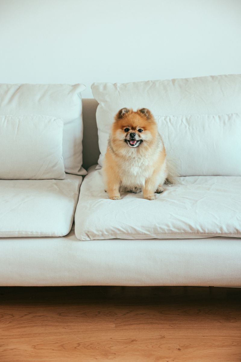 Coco - photo 1