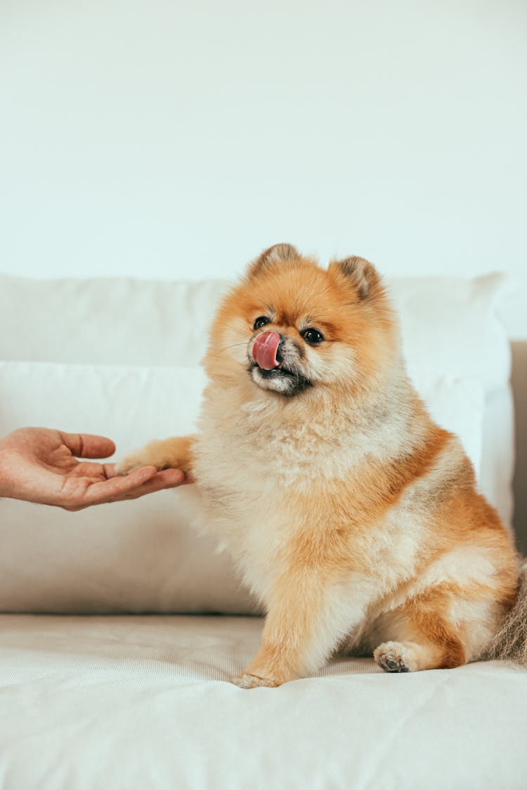 A Pomeranian Sitting On A Couch While Touching A Hand