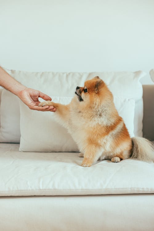 Person Shaking Hands with Pomeranian Puppy on White Couch 