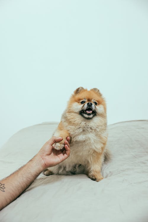 Holding the Feet of a Dog