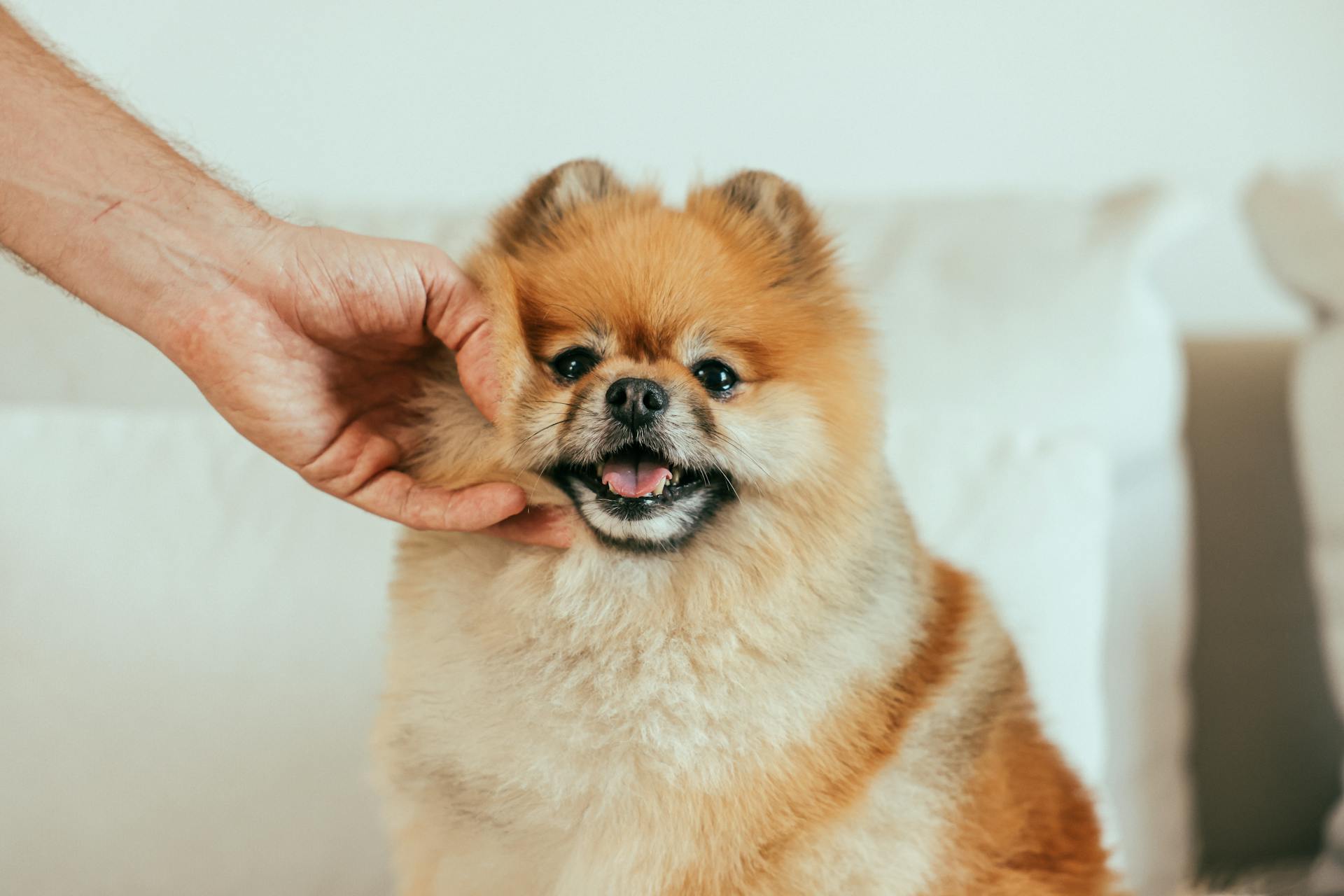 Une personne touche un chiot de Poméranie brun