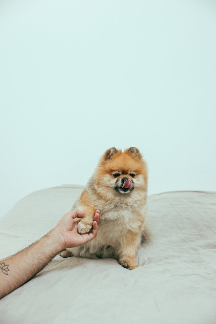 Brown Pomeranian Puppy On White Textile