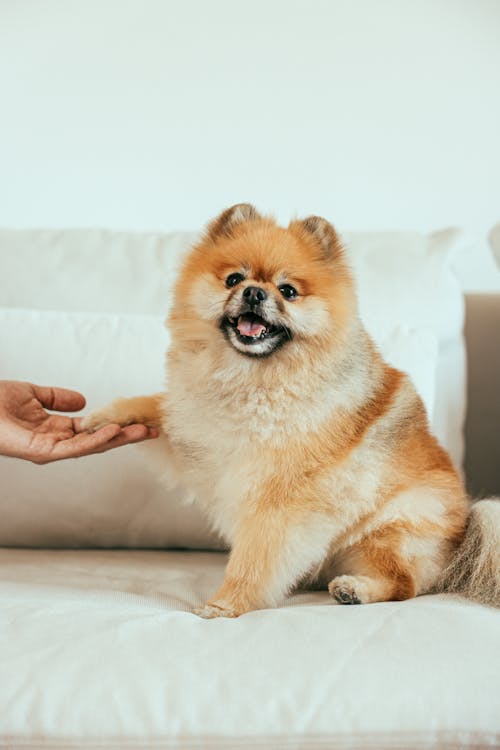 Brown Pomeranian Puppy on White Bed