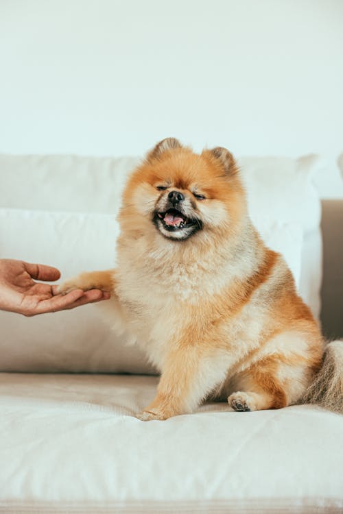 A Person Holding the Dog's Paw