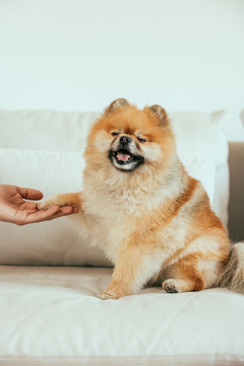 Hund im Kontakt mit seinem Besitzer