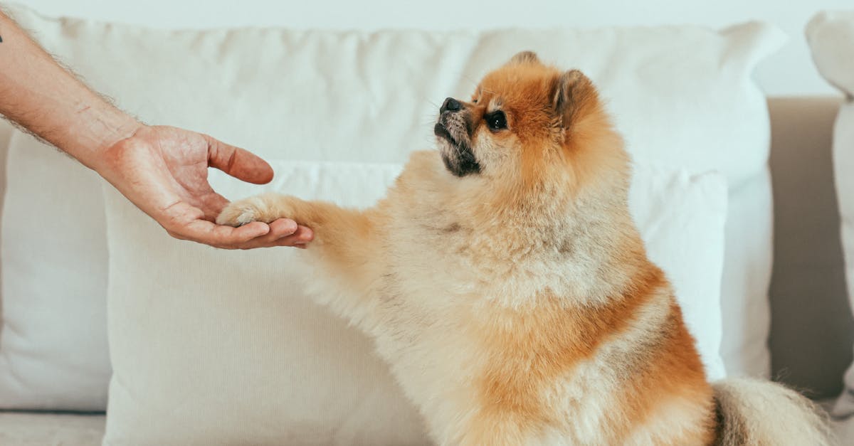 How much Benadryl can I give my dog chart