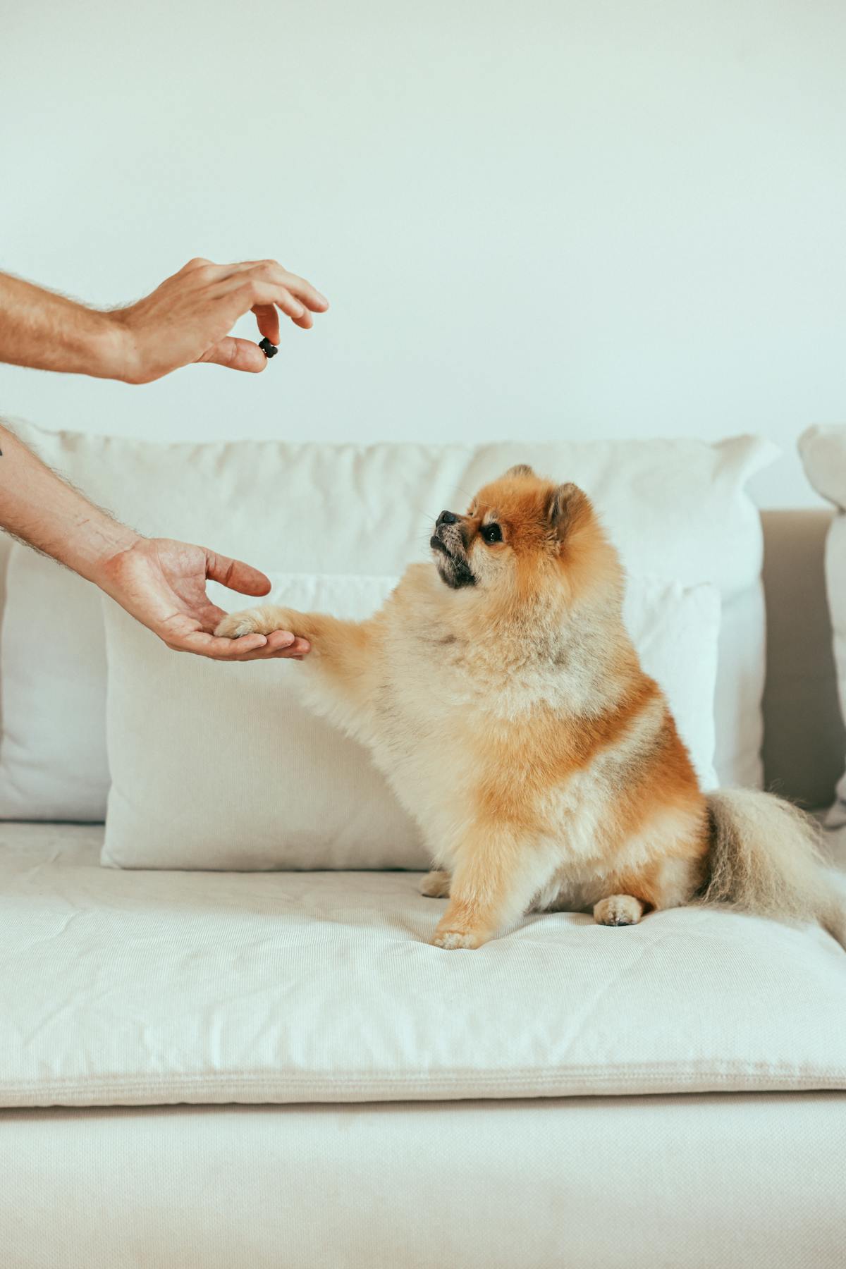 Vista laterale di una persona mentre offre un bocconcino a un cane