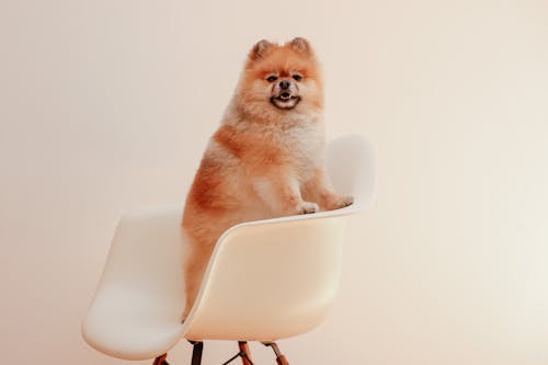 Pet Dog Standing on a White Chair