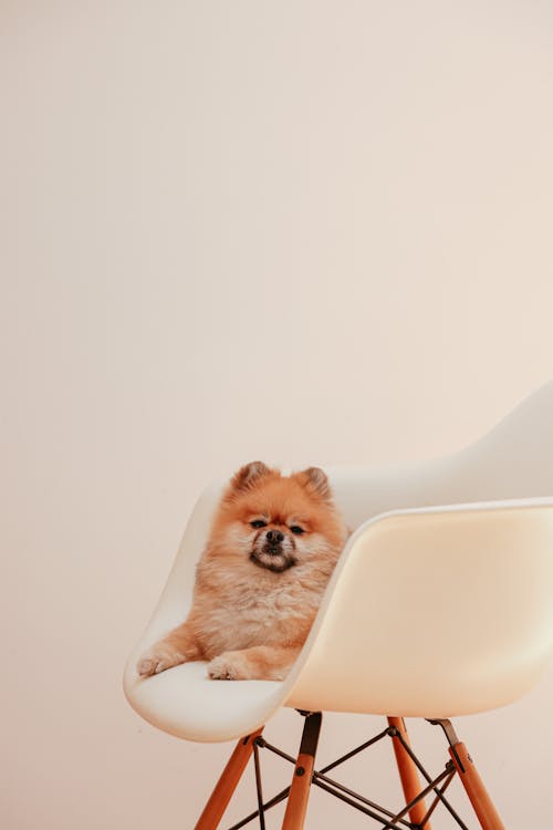 Free Brown Pomeranian Puppy on White Chair Stock Photo