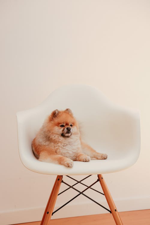Free Cute Brown Pomeranian on White Chair Stock Photo