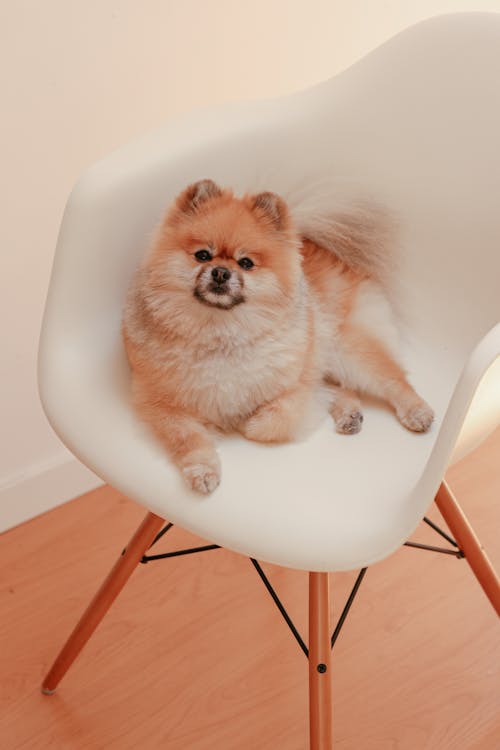 Free Cute Pomeranian Dog Sitting on a White Chair Stock Photo