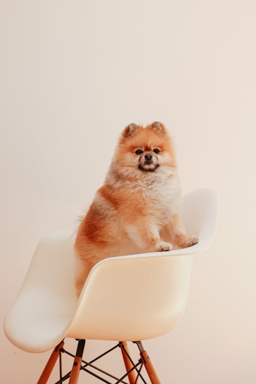 Free Brown Pomeranian Puppy on the Chair Stock Photo