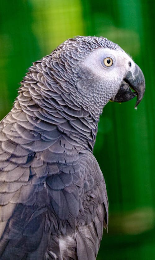 Close-Up Photo of a Grey Parrot