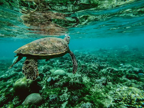 Foto Van Een Schildpad Die Onder Water Zwemt