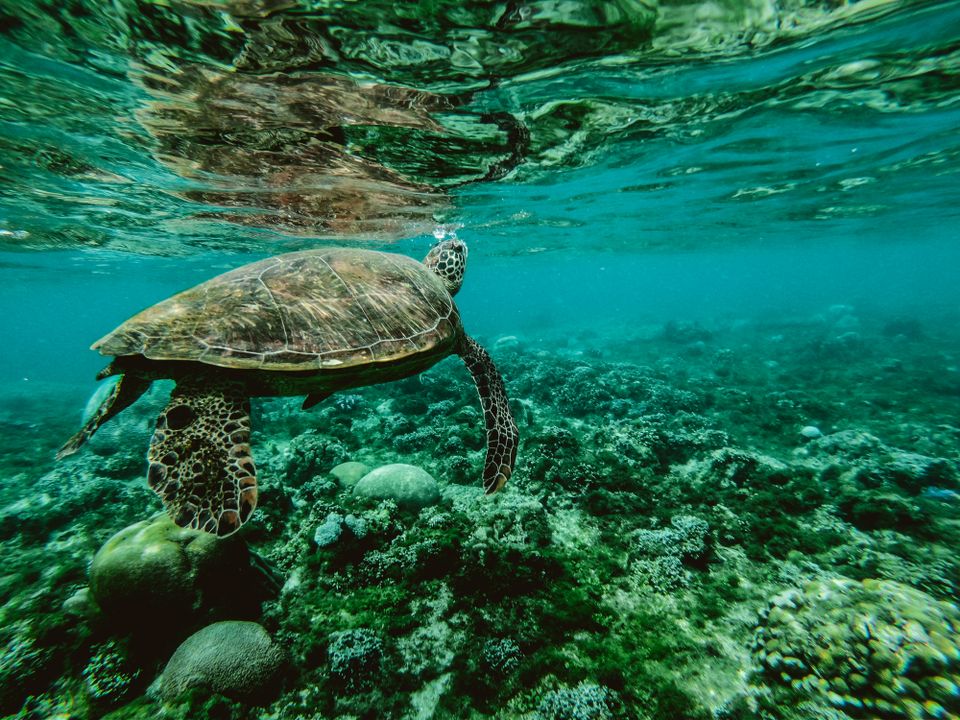 Coral reef underwater scene