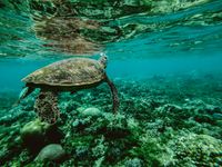 Deep ocean stock footage