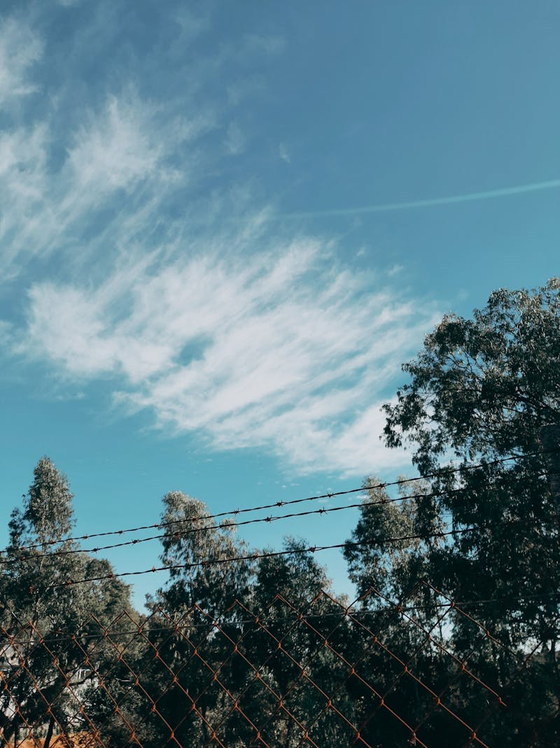 Struguri autohtoni la maturitate