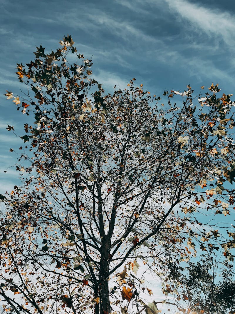 Proces natural de fermentare