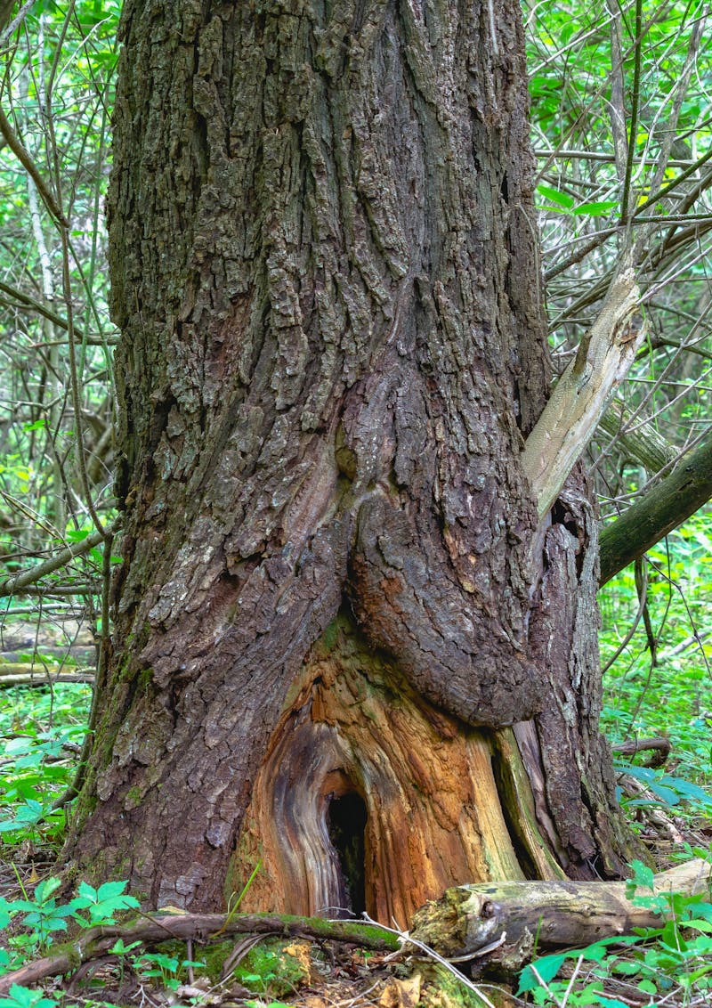 Echilibrul ecosistemului podgoriei
