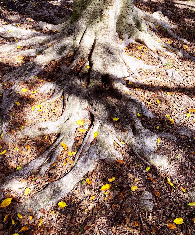 Tree Roots On Ground