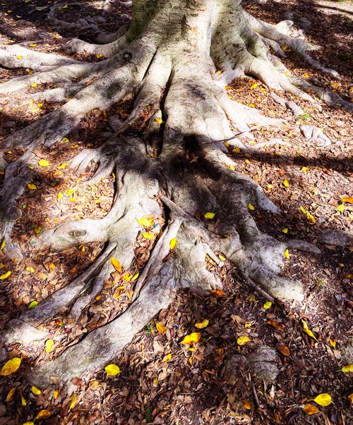 Free Captivating close-up of tree roots with autumn leaves scattered on the forest floor in California. Stock Photo