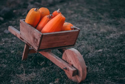 Free A rustic wooden cart filled with vibrant orange pumpkins in a grassy field. Stock Photo