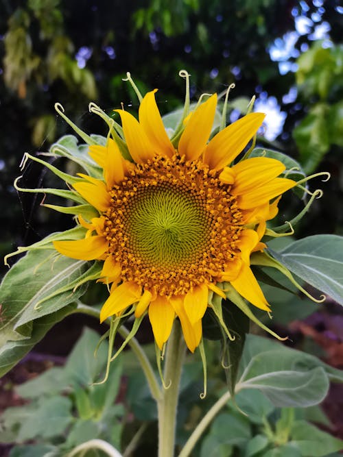 Foto stok gratis bunga kuning, bunga matahari, dasar
