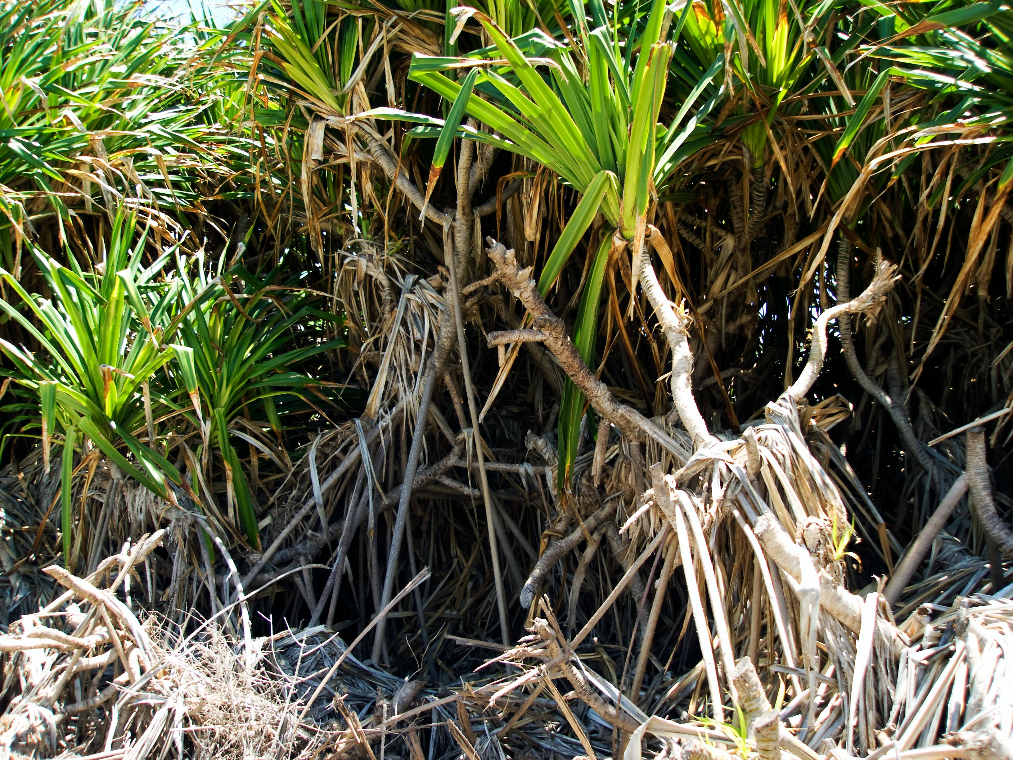 Free stock photo of cypress grove