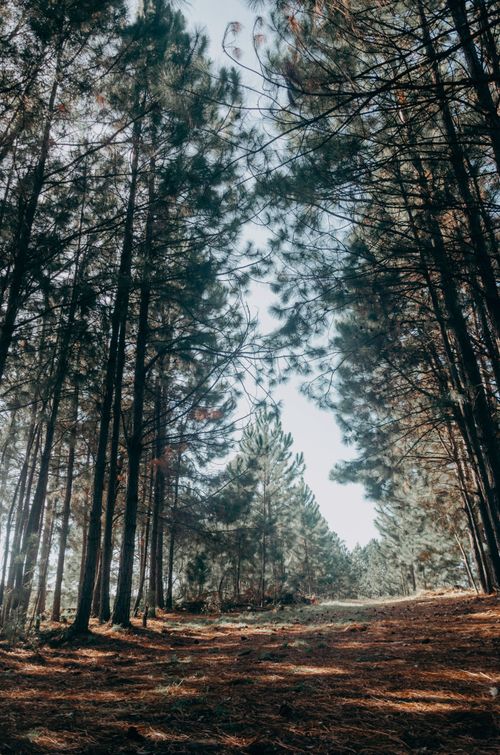 Free A tranquil unpaved road through a dense pine forest, bathed in soft daylight. Stock Photo