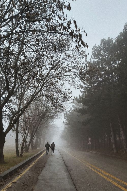 Free Two people walking on a foggy road lined with trees, creating a serene and mysterious atmosphere. Stock Photo