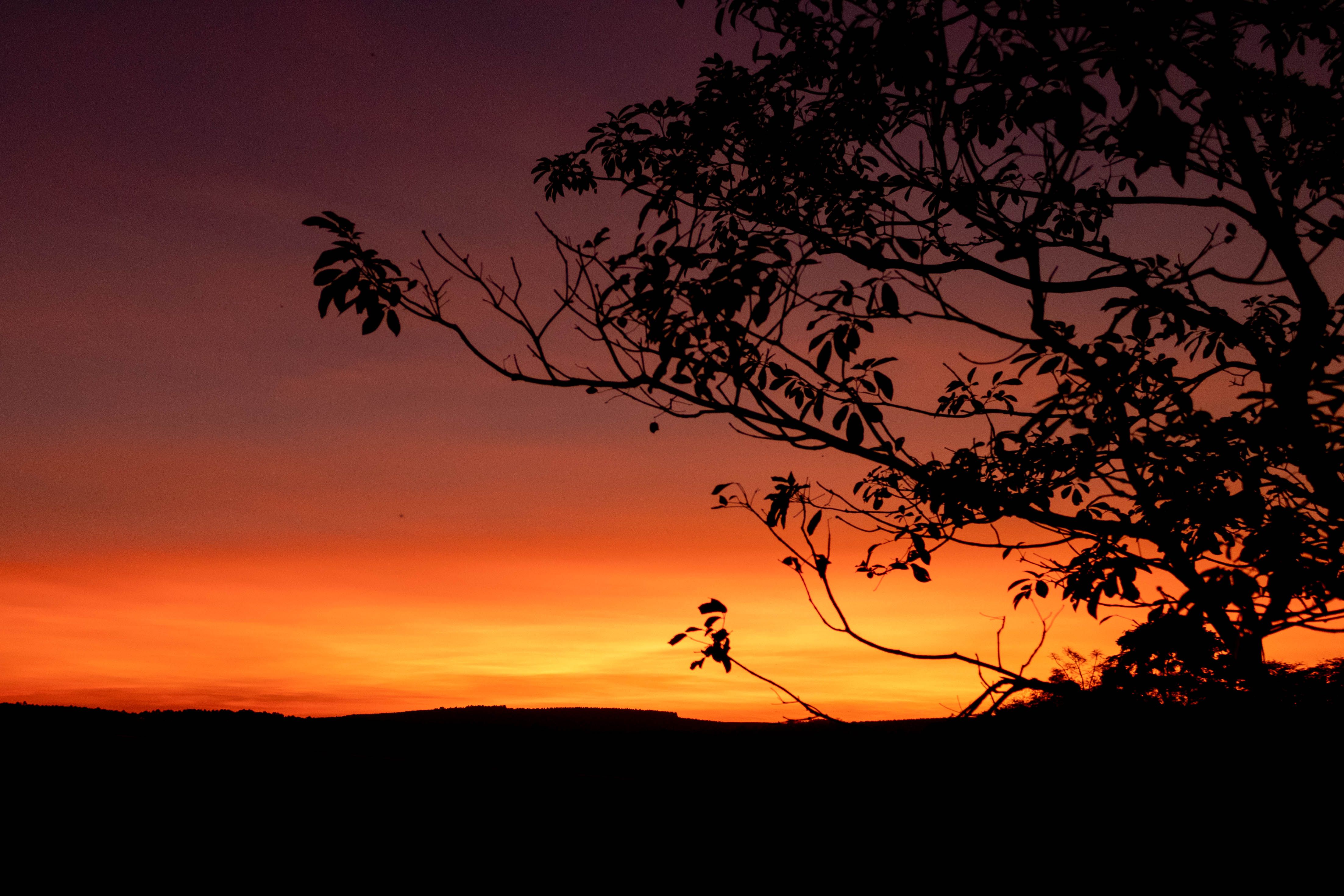 Silhouette of Tree during Sunset · Free Stock Photo