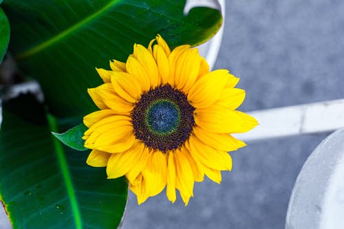 Foto stok gratis bidikan close-up, bunga, bunga matahari