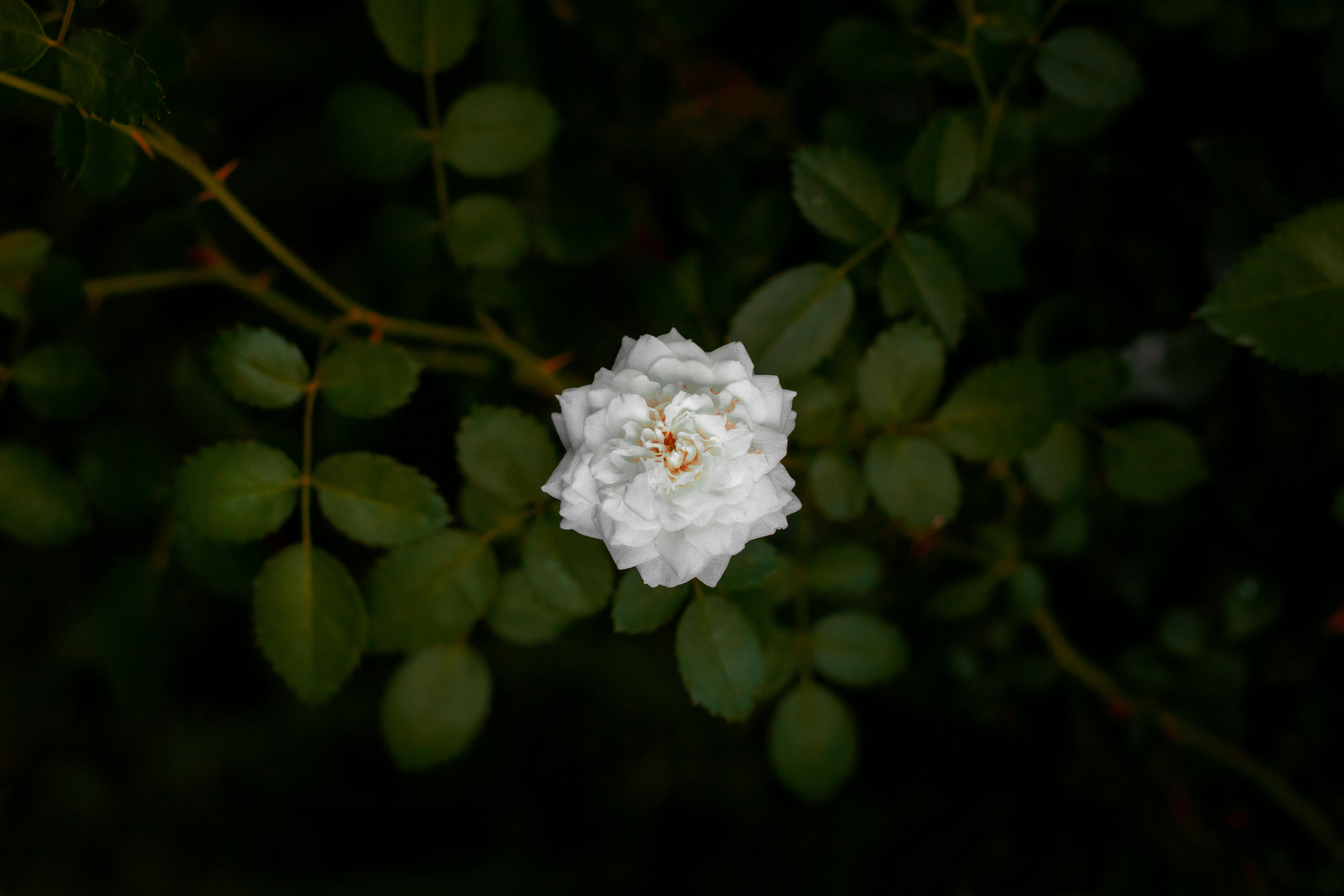 a white rose of york