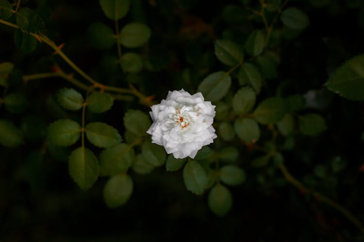 A White Rose Of York