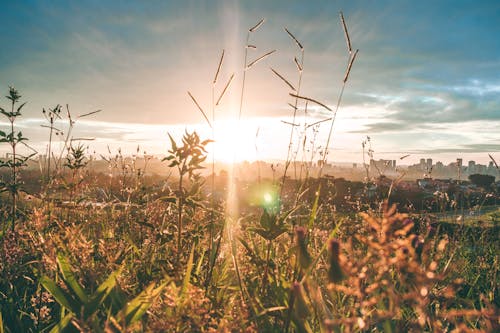 Golden Hour Photography of Grass Field