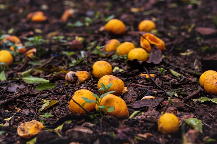 Fallen Yellow Fruit On The Ground 