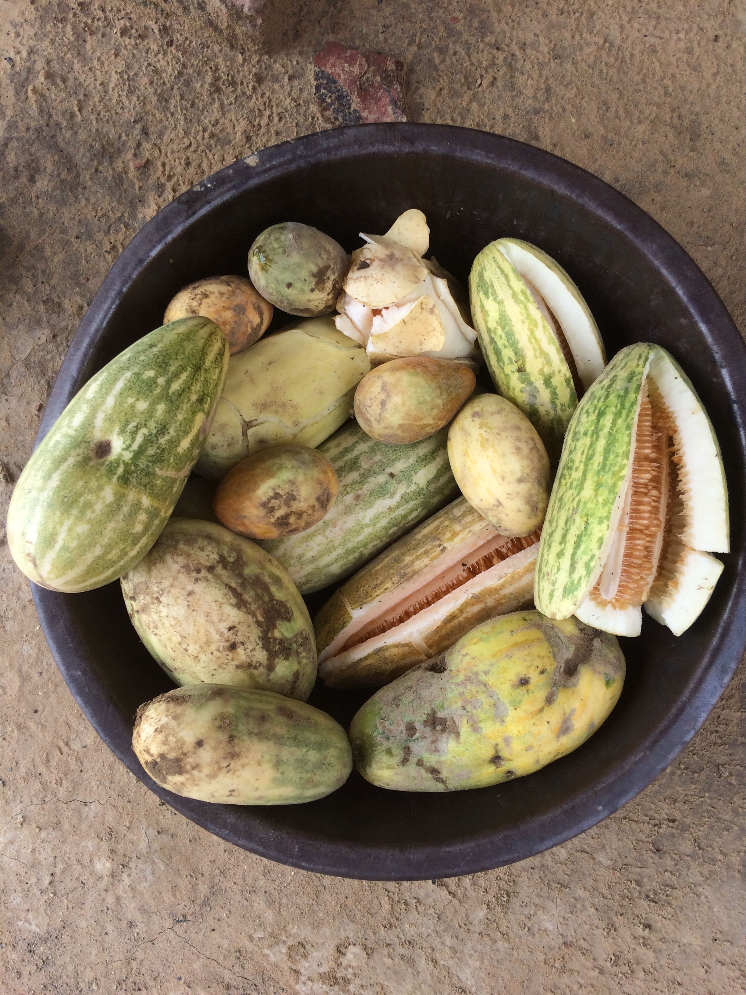 Strategic Vine Management for Bumper Cucumber & Melon Harvests: Pinching, Pruning, and Training Techniques to Boost Female Flowers and Fruit Size