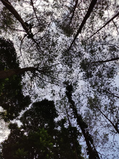 Free Soaring pine trees viewed from below in Cisarua forest, capturing nature's elegance. Stock Photo
