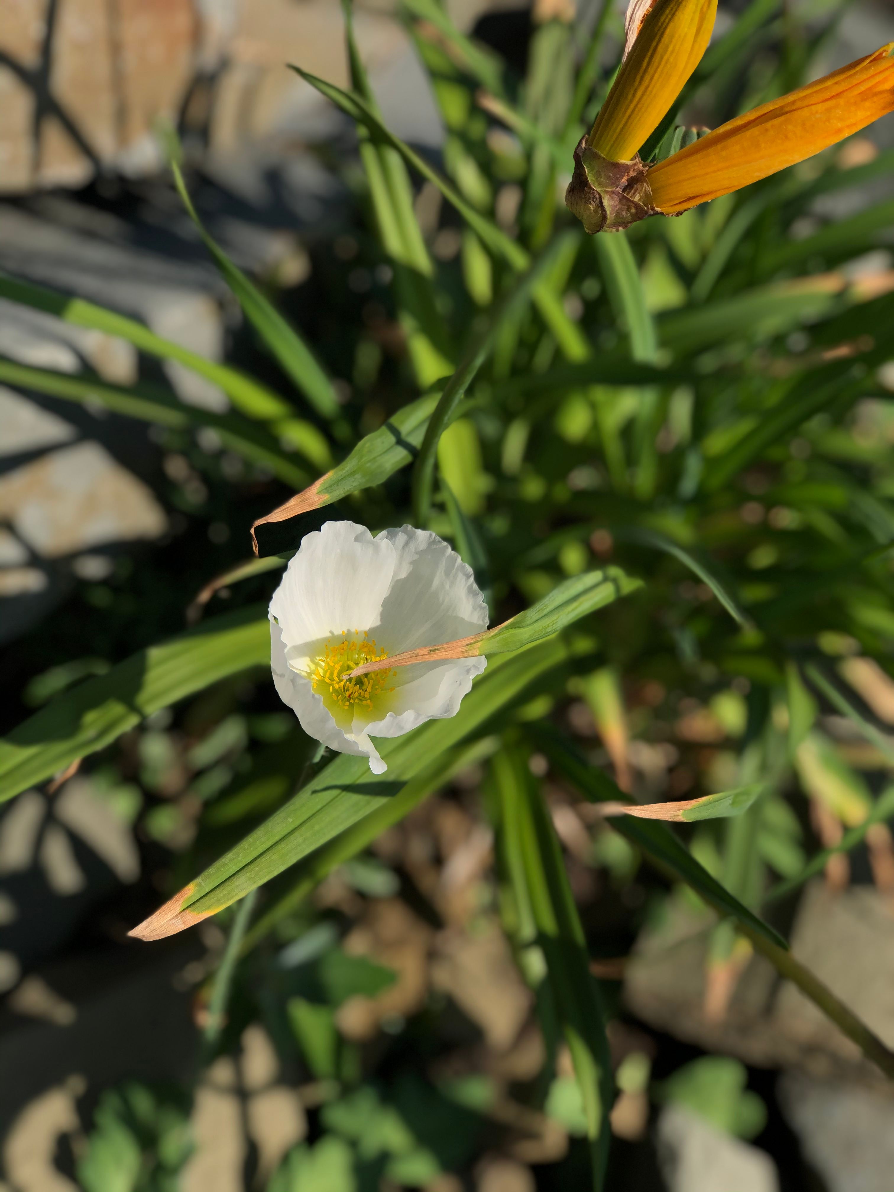 Close-Up Shot of a White Flower in Bloom · Free Stock Photo