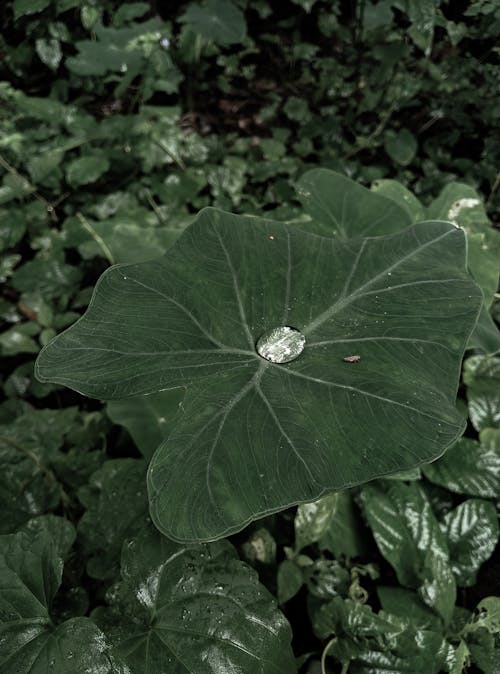 Close-Up Shot of a Dewdrop on a Leaf