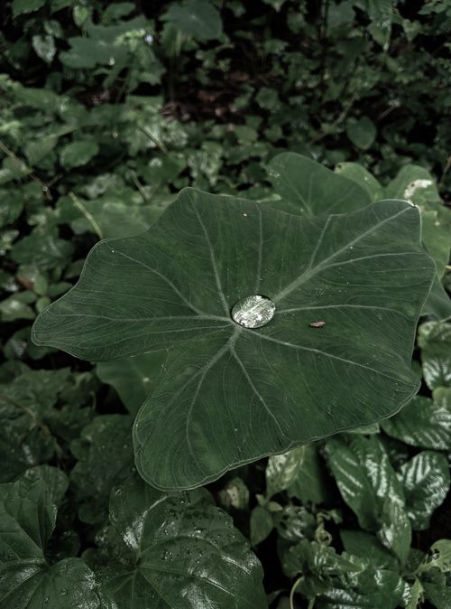 Free Detailed shot of a dewdrop resting on a green leaf amidst a dense, natural setting. Stock Photo