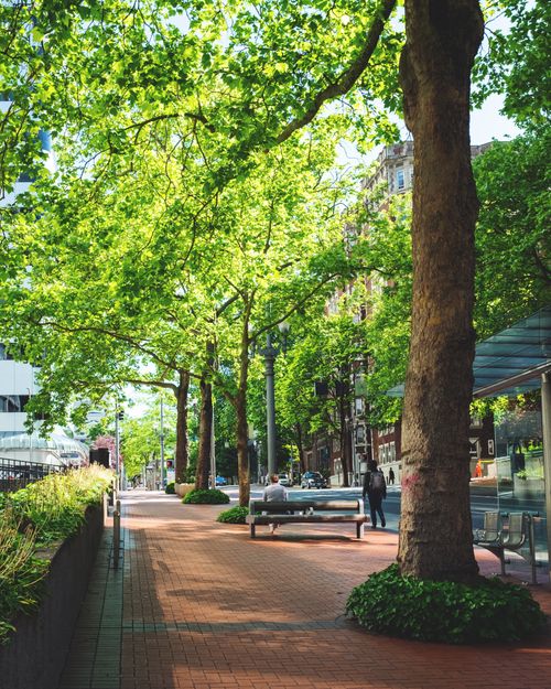 Free A serene city sidewalk shaded by tall, vibrant trees in a sunny urban setting. Stock Photo