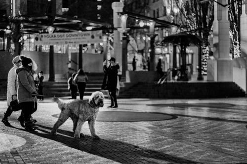 Free A monochrome scene capturing people walking their dog in a city square at night. Stock Photo
