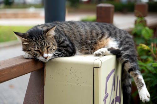 Close-Up Shot of a Tabby Cat Lying Down on a Wooden Fence
