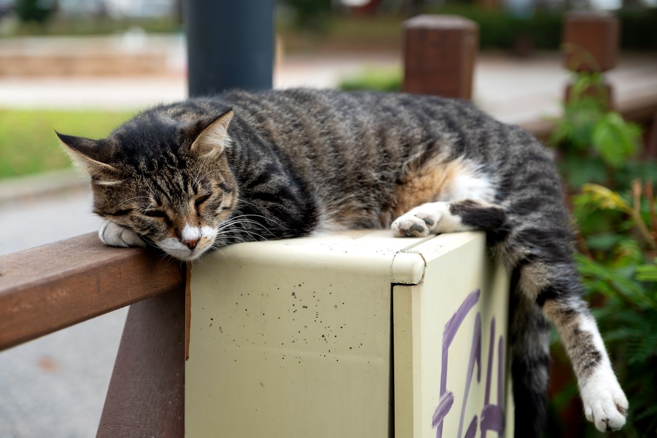 a tranquil tabby cat resting outdoors on a wooden fence during the day