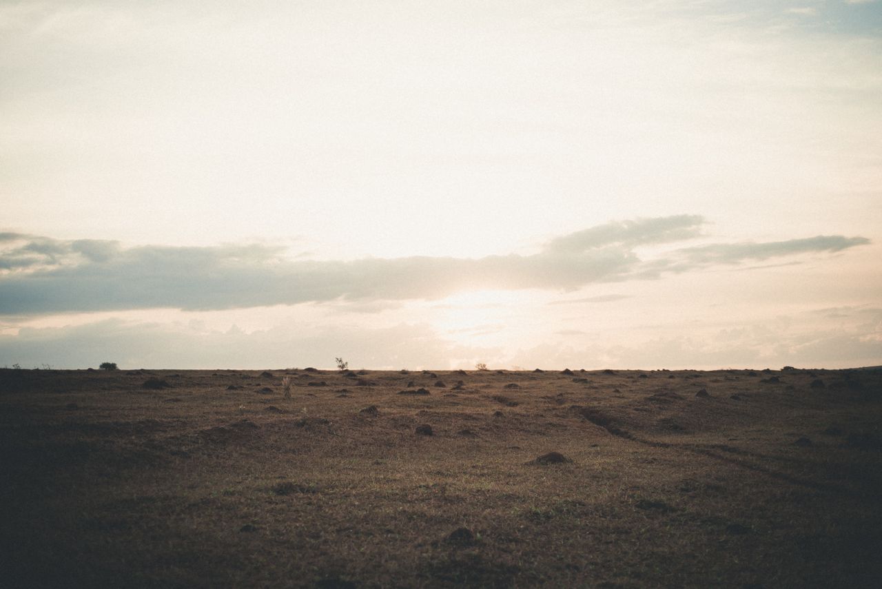 Peaceful grassland scene captured at sunset highlighting serene natural beauty