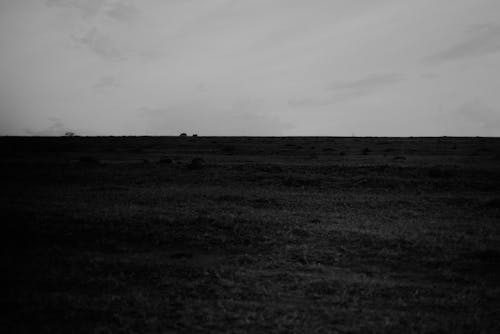 Grayscale Photo of a Grassy Field