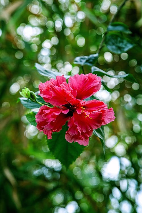 Free Pink Hibiscus Flower in Close Up Photography Stock Photo