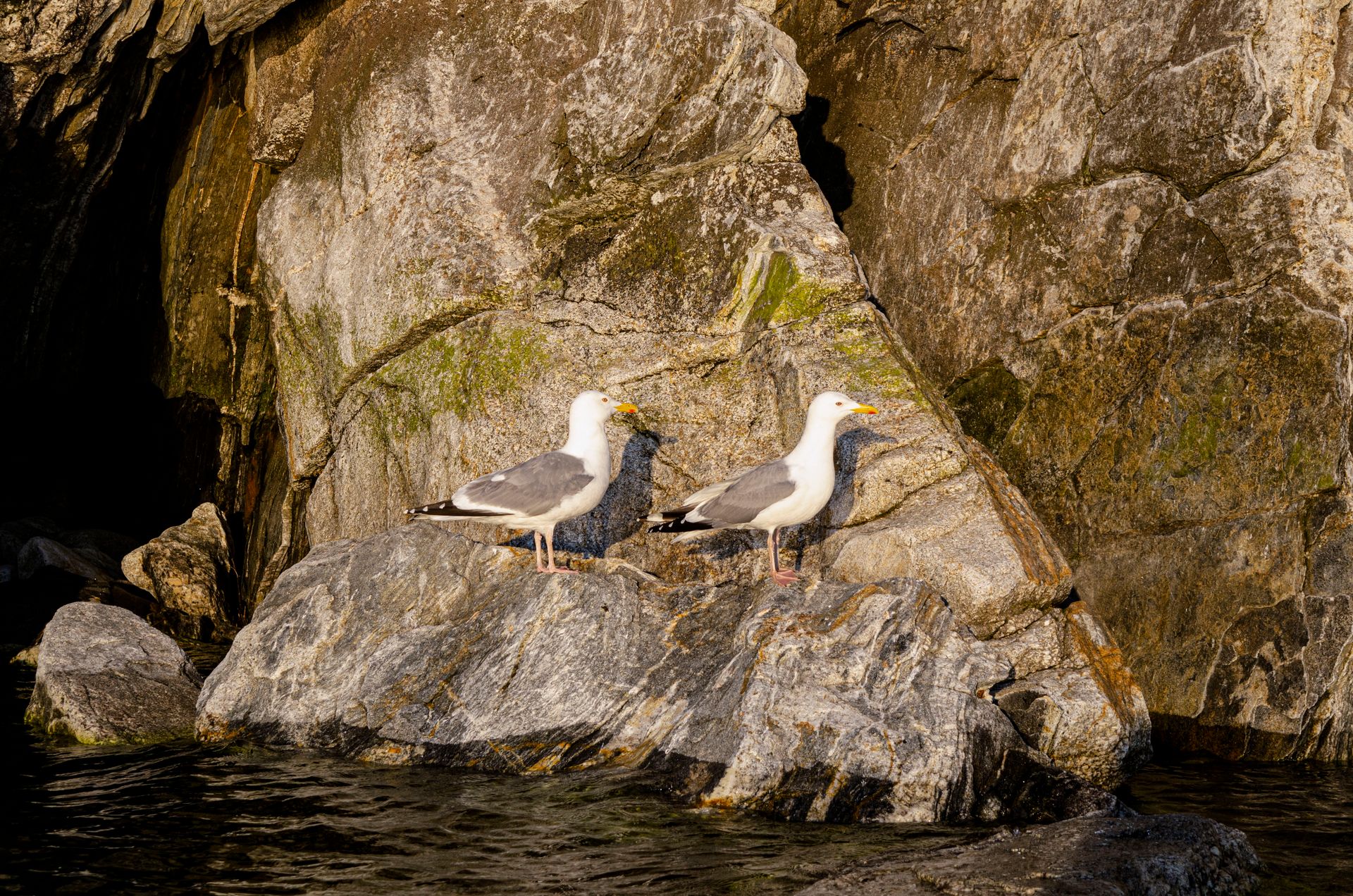 Two seagulls perched on a rocky seashore, basking in daylight. Natural coastal scenery.