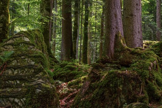 Tranquil forest scene with moss-covered rocks and tall tree trunks.